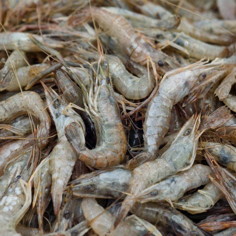 广东河虾常年大量现货供应，规格齐全，欢迎来电洽谈合作