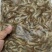 广东河虾常年大量现货供应，规格齐全，欢迎来电洽谈合作