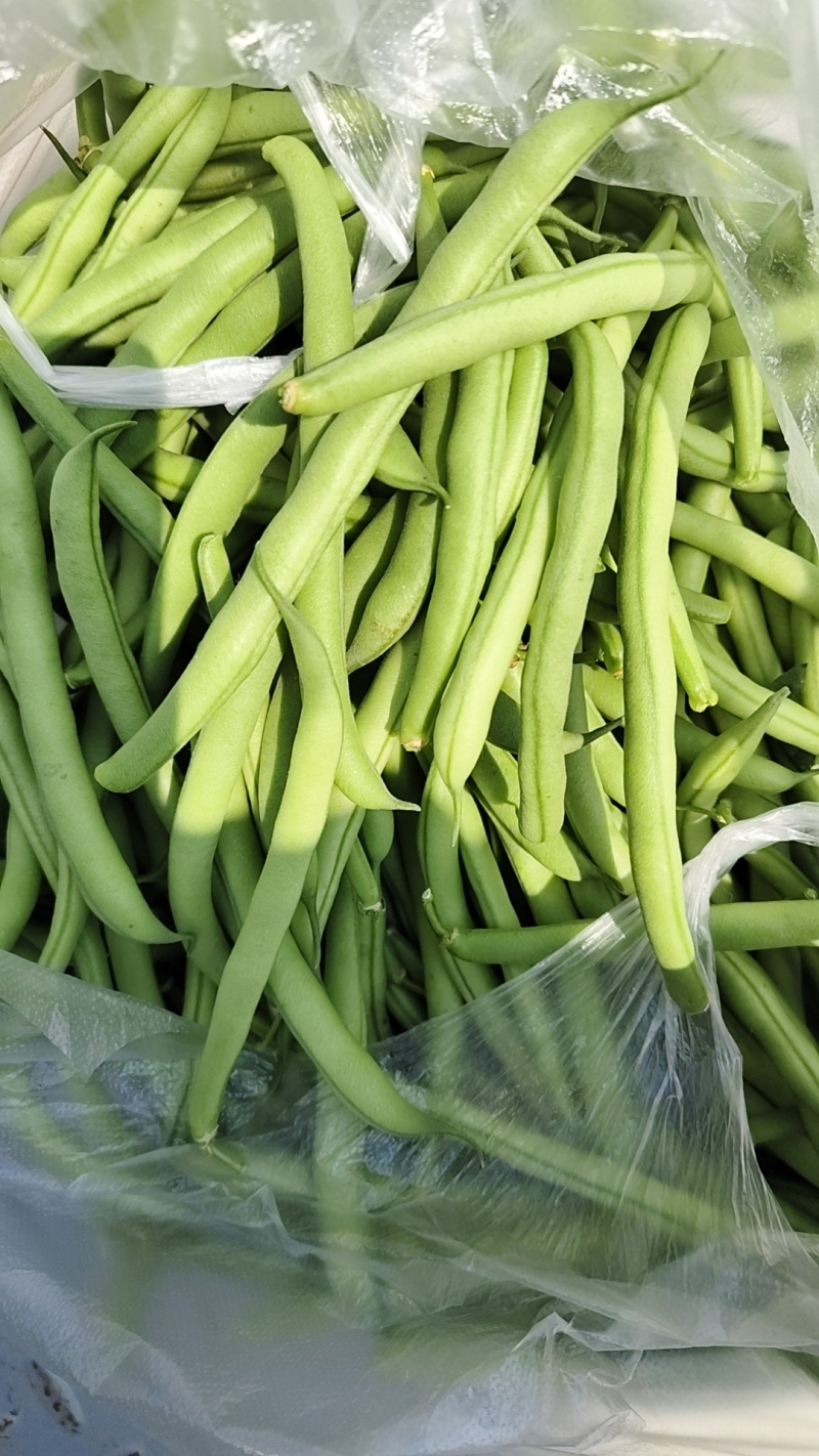徐州丰县刀豆四季豆大量上市质量保障量大从优欢迎订购