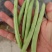 徐州丰县刀豆四季豆大量上市质量保障量大从优欢迎订购