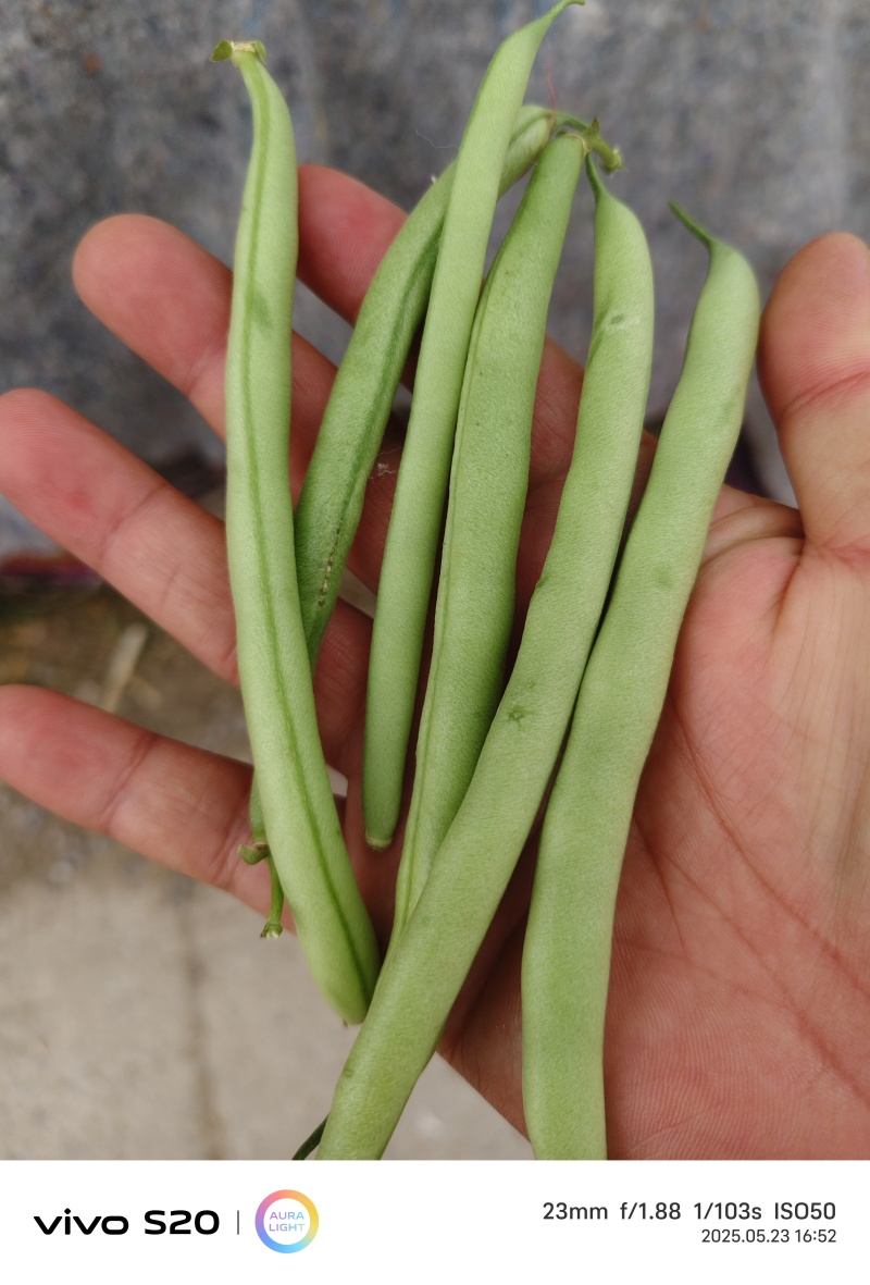徐州丰县刀豆四季豆大量上市质量保障量大从优欢迎订购