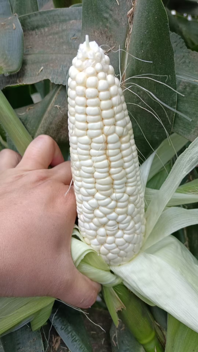 928小甜糯大量有货