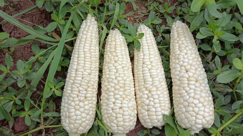 928小甜糯大量有货