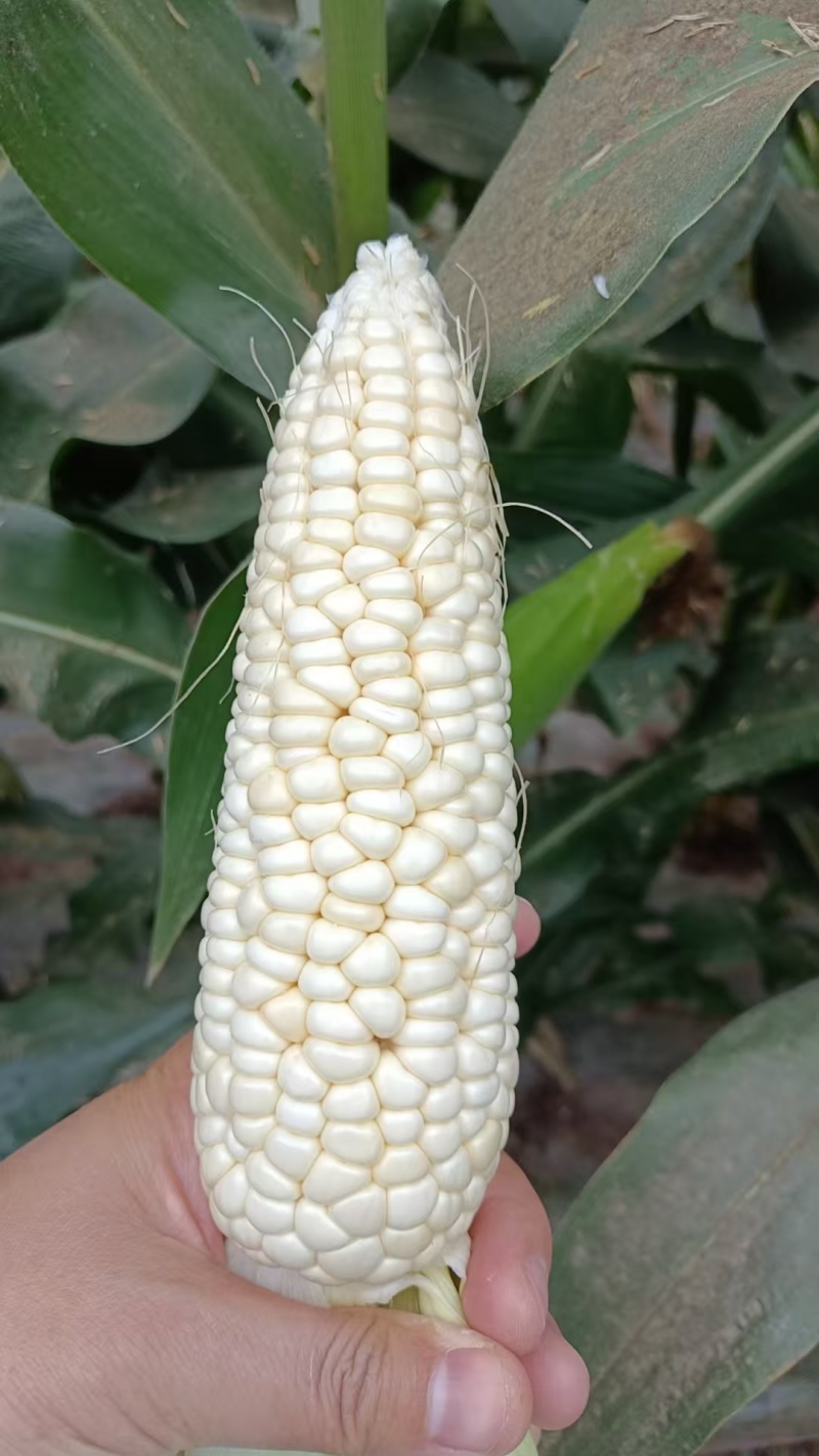 928小甜糯大量有货