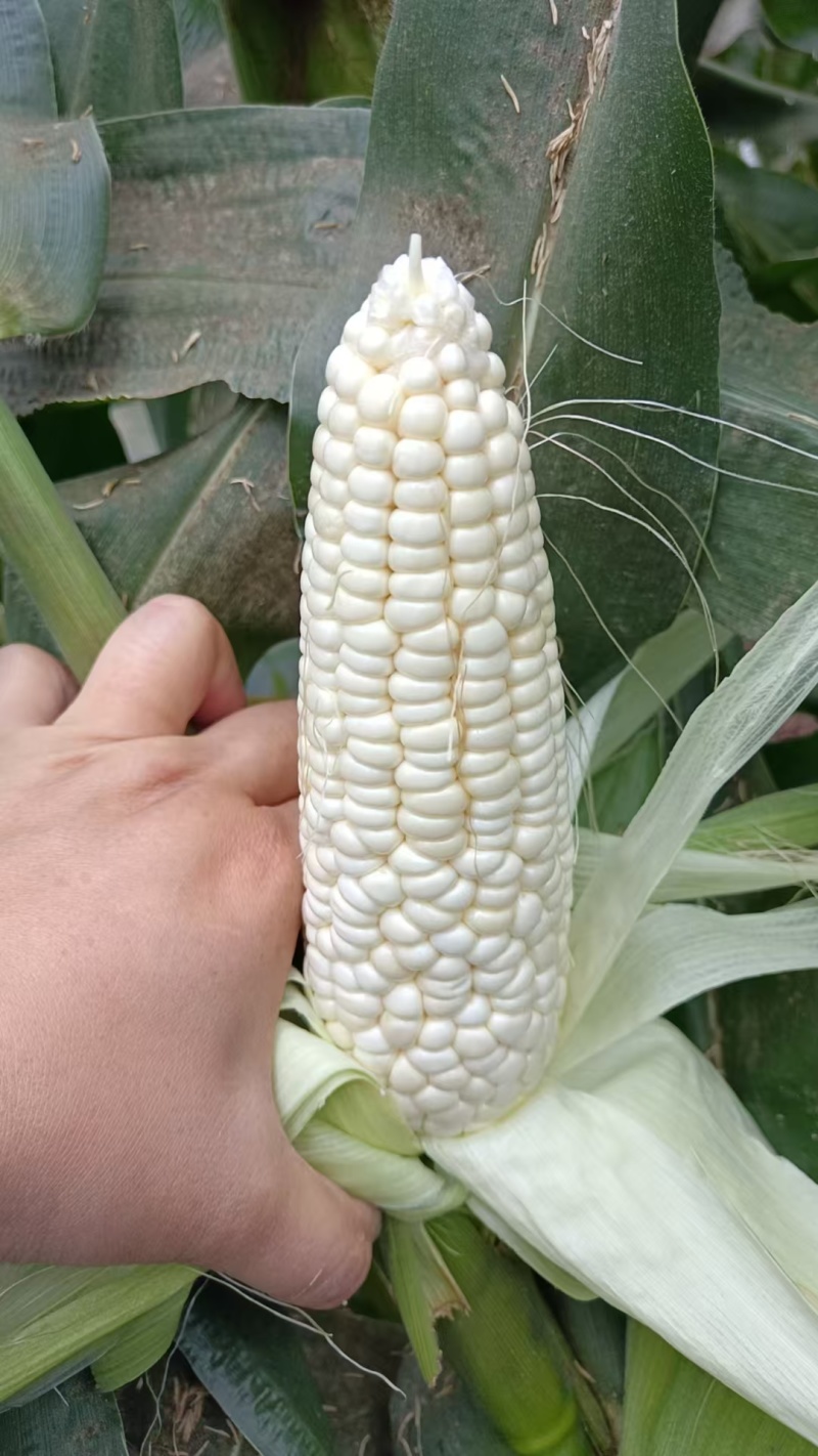 928小甜糯大量有货