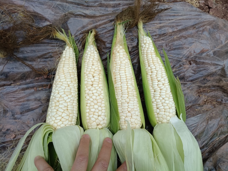 928小甜糯大量有货