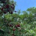 四川眉山杨梅，自家果园种植，详情请咨询洽谈