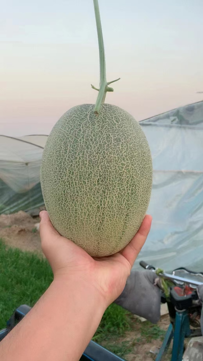 哈蜜瓜小蜜25西周蜜