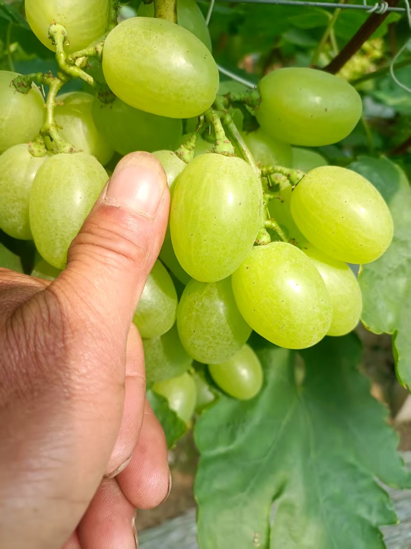 维多利亚葡萄5%以下1~2斤
