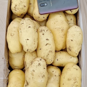 土豆