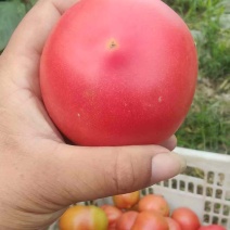 精品硬粉西红柿供商超市场电商平台机关食堂