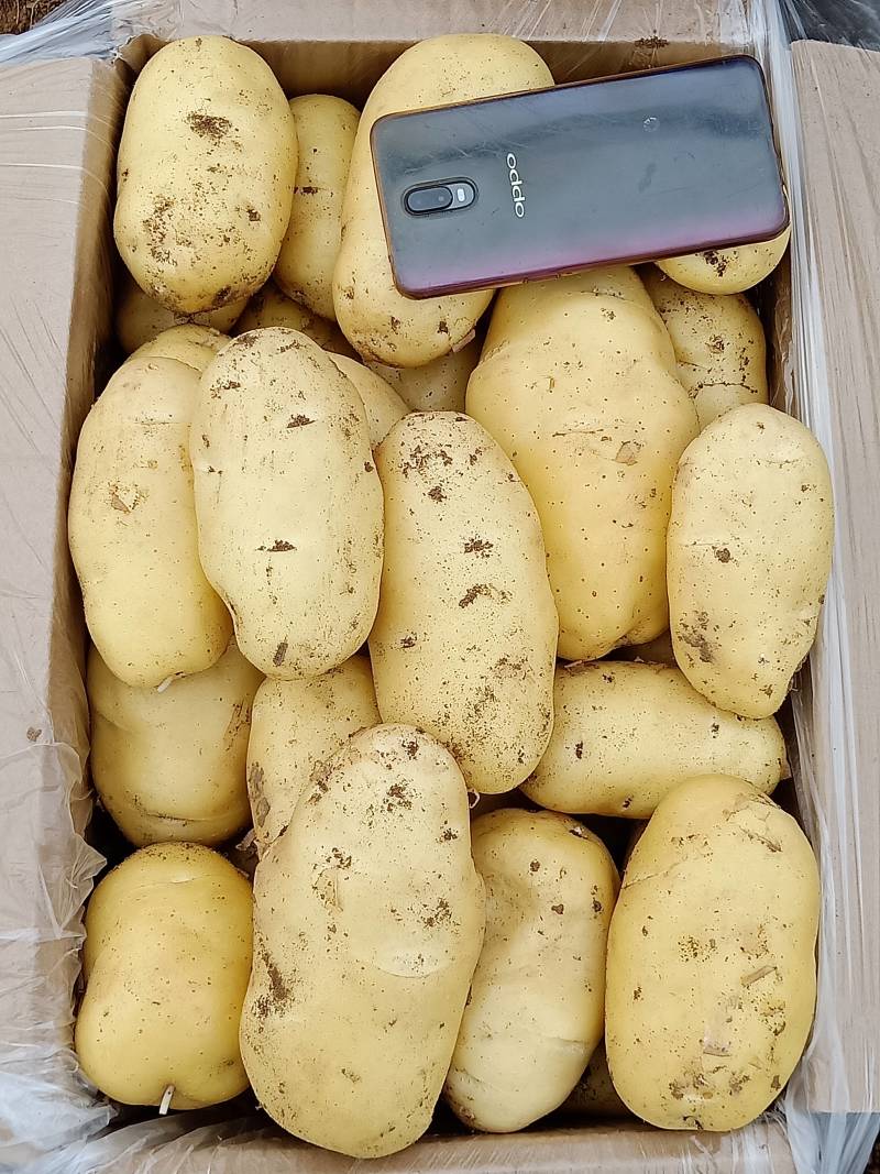 土豆