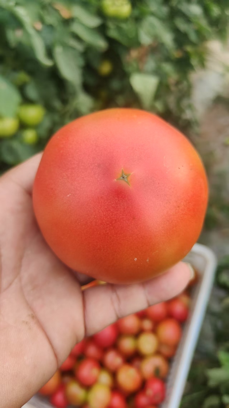精品硬粉西红柿供商超市场电商平台机关食堂