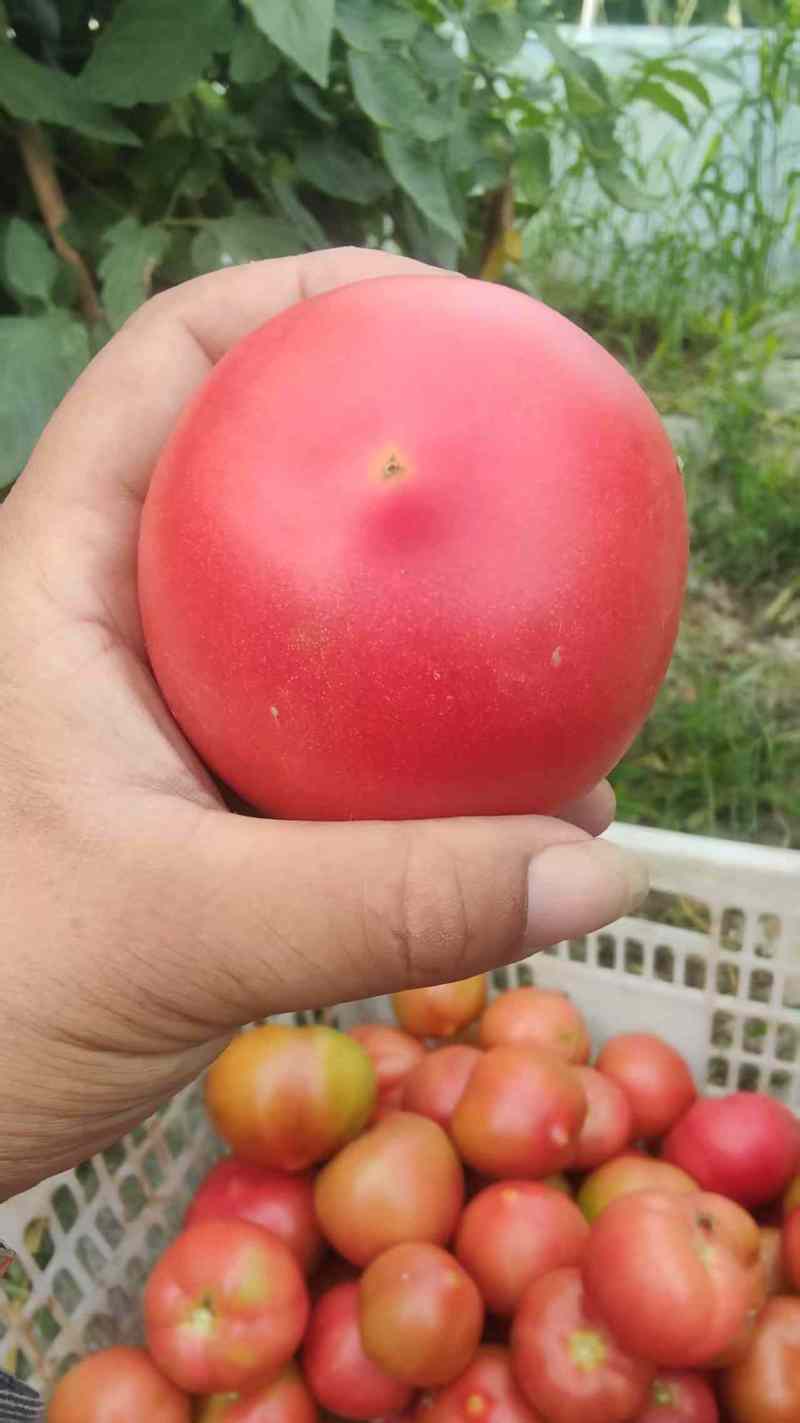 精品硬粉西红柿供商超市场电商平台机关食堂