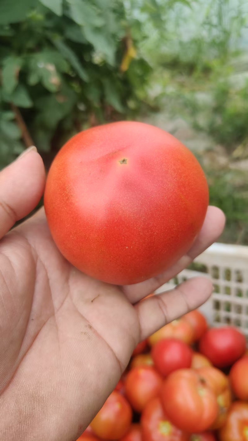 精品硬粉西红柿供商超市场电商平台机关食堂