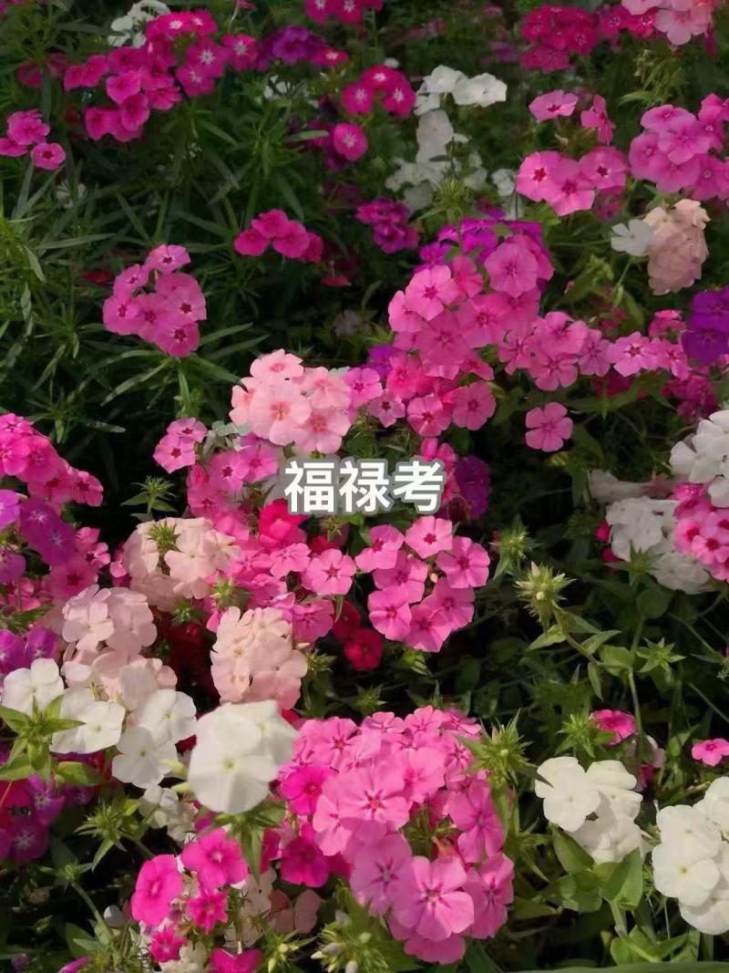 福禄考花种籽子四季播种开花好养活室内室外阳台花卉盆栽玫瑰