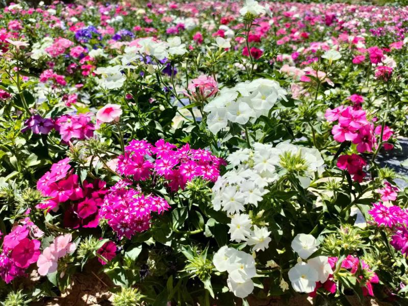 福禄考花种籽子四季播种开花好养活室内室外阳台花卉盆栽玫瑰