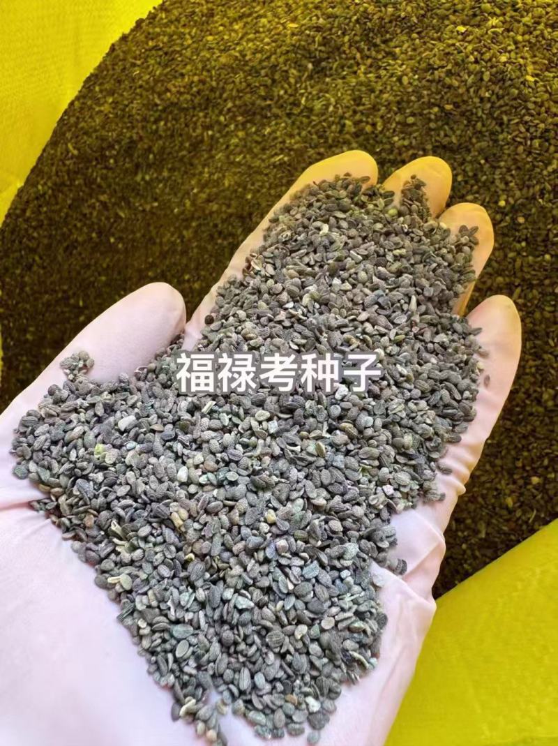 福禄考花种籽子四季播种开花好养活室内室外阳台花卉盆栽玫瑰