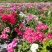福禄考花种籽子四季播种开花好养活室内室外阳台花卉盆栽玫瑰