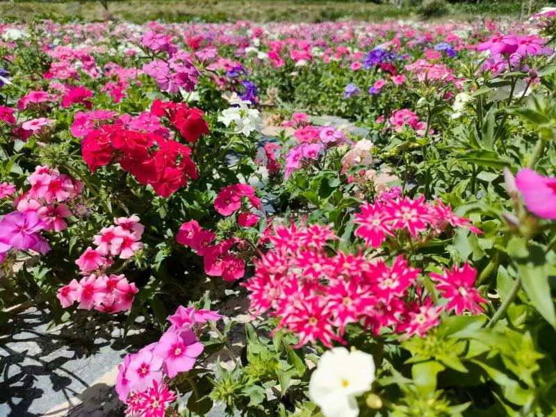 福禄考花种籽子四季播种开花好养活室内室外阳台花卉盆栽玫瑰