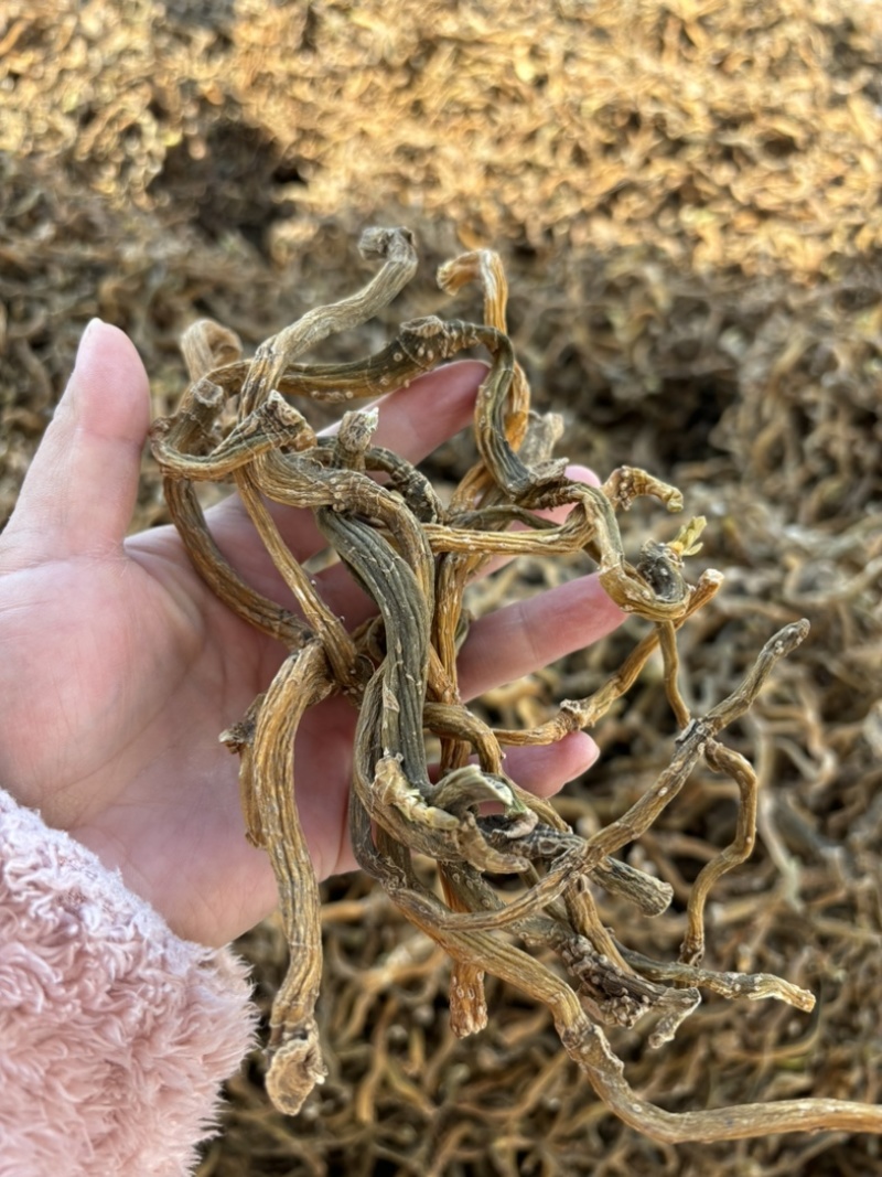 纯野生玉竹条，产地直供保质保量量大从优欢迎看货