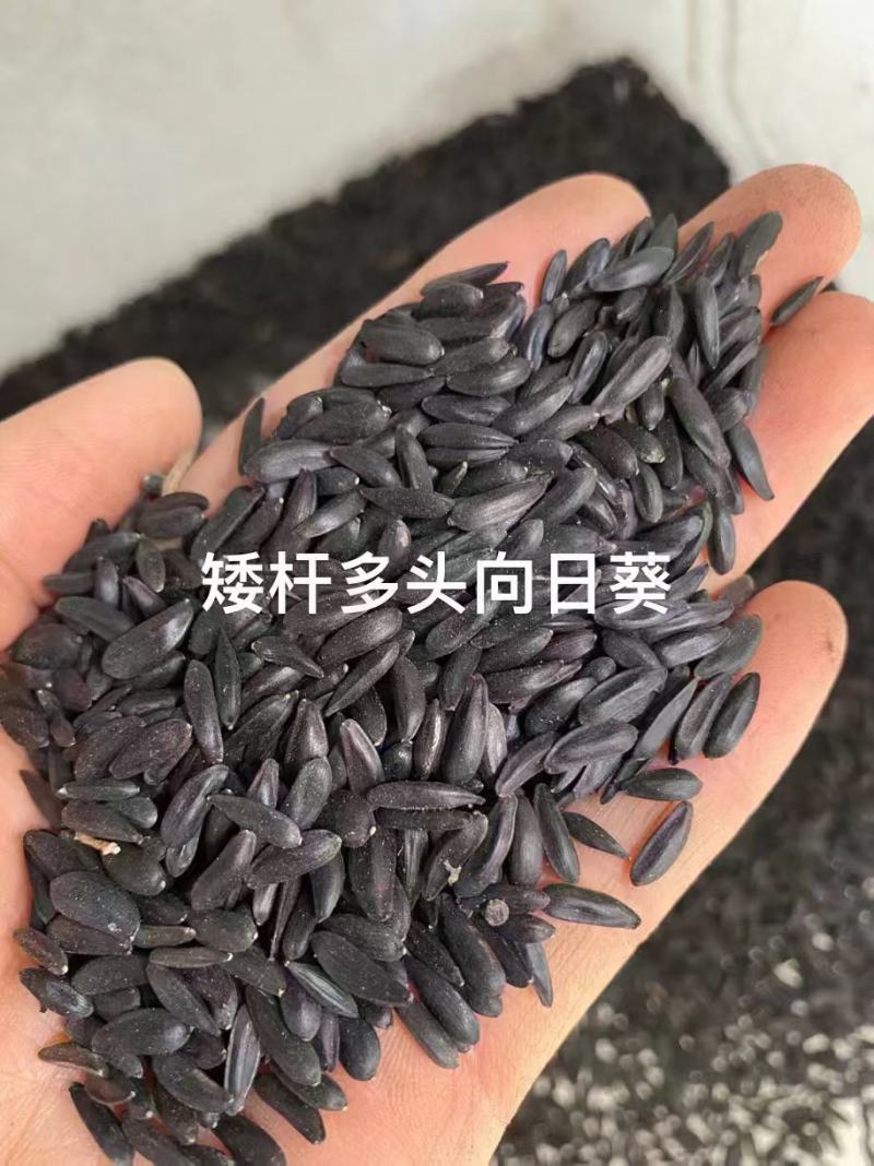 向日葵种子观赏向日葵葵花籽花海花卉绿化景观盆栽植物瓜