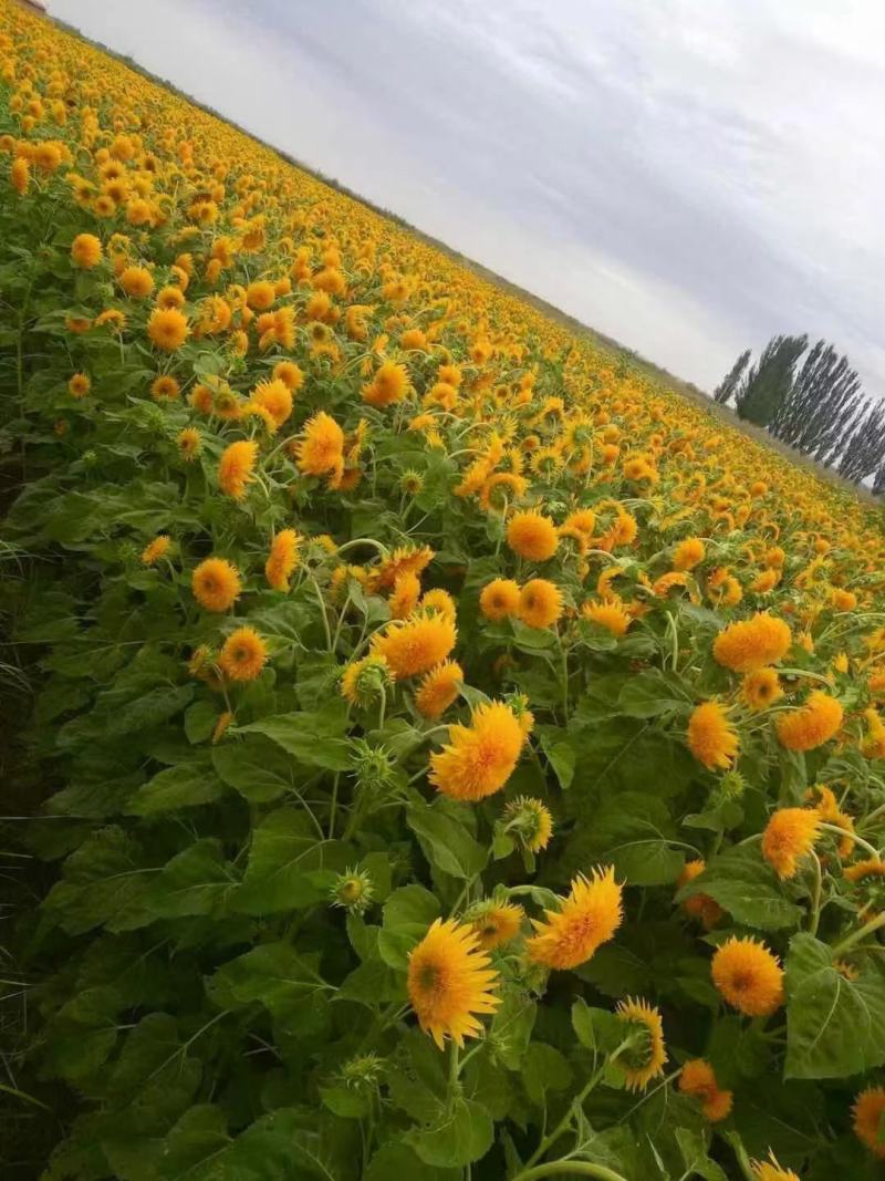 向日葵种子观赏向日葵葵花籽花海花卉绿化景观盆栽植物瓜