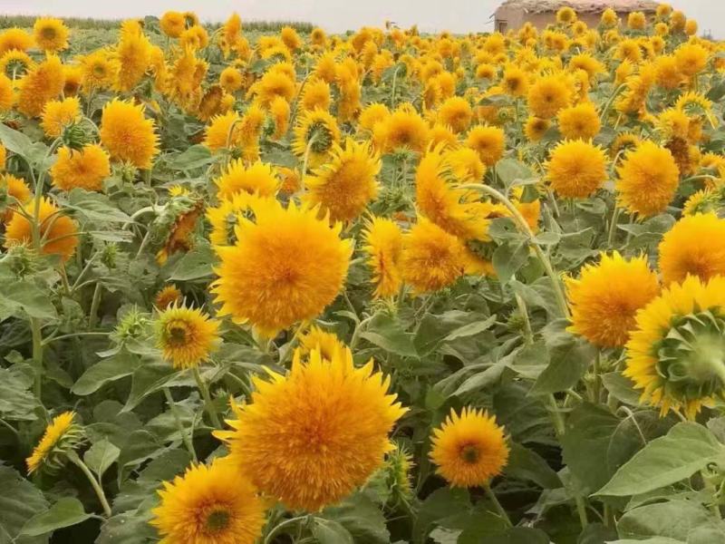 向日葵种子观赏向日葵葵花籽花海花卉绿化景观盆栽植物瓜