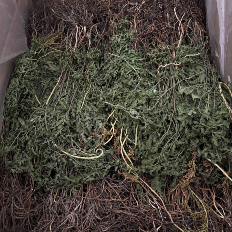 纯野生阴地蕨，干货，多年老店，欢迎看货