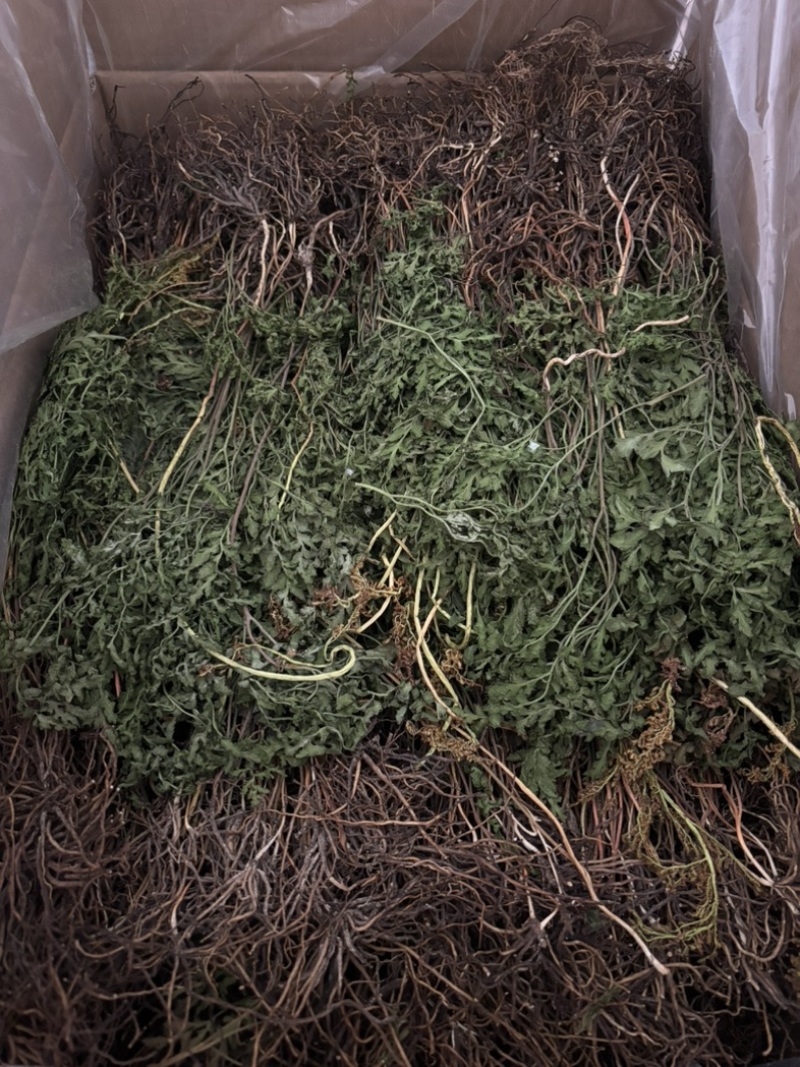 纯野生阴地蕨，干货，多年老店，欢迎看货