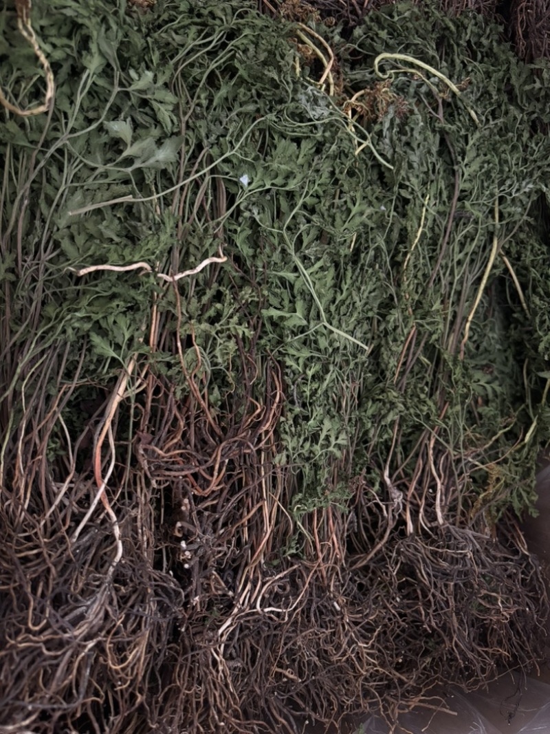 纯野生阴地蕨，干货，多年老店，欢迎看货