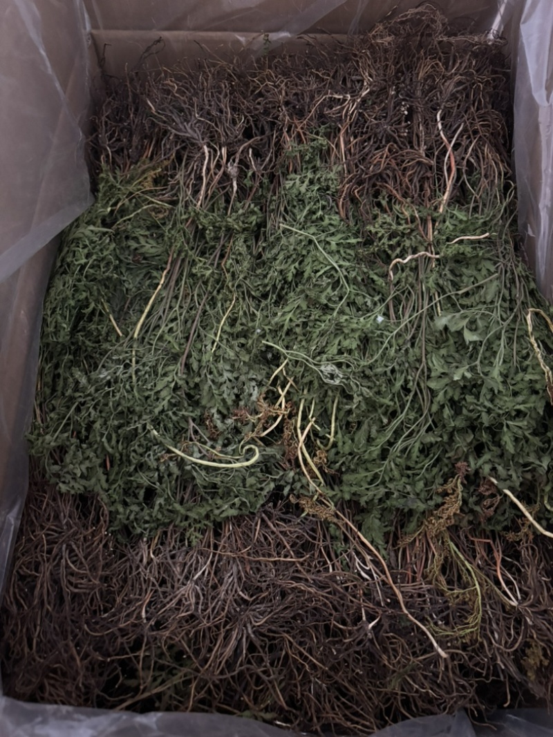 纯野生阴地蕨，干货，多年老店，欢迎看货