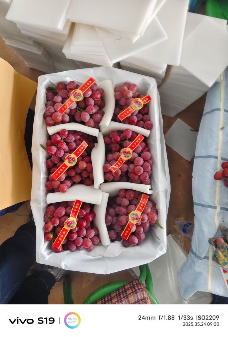 云南红提大量上市云南红提欢迎订购全国发货合作共赢