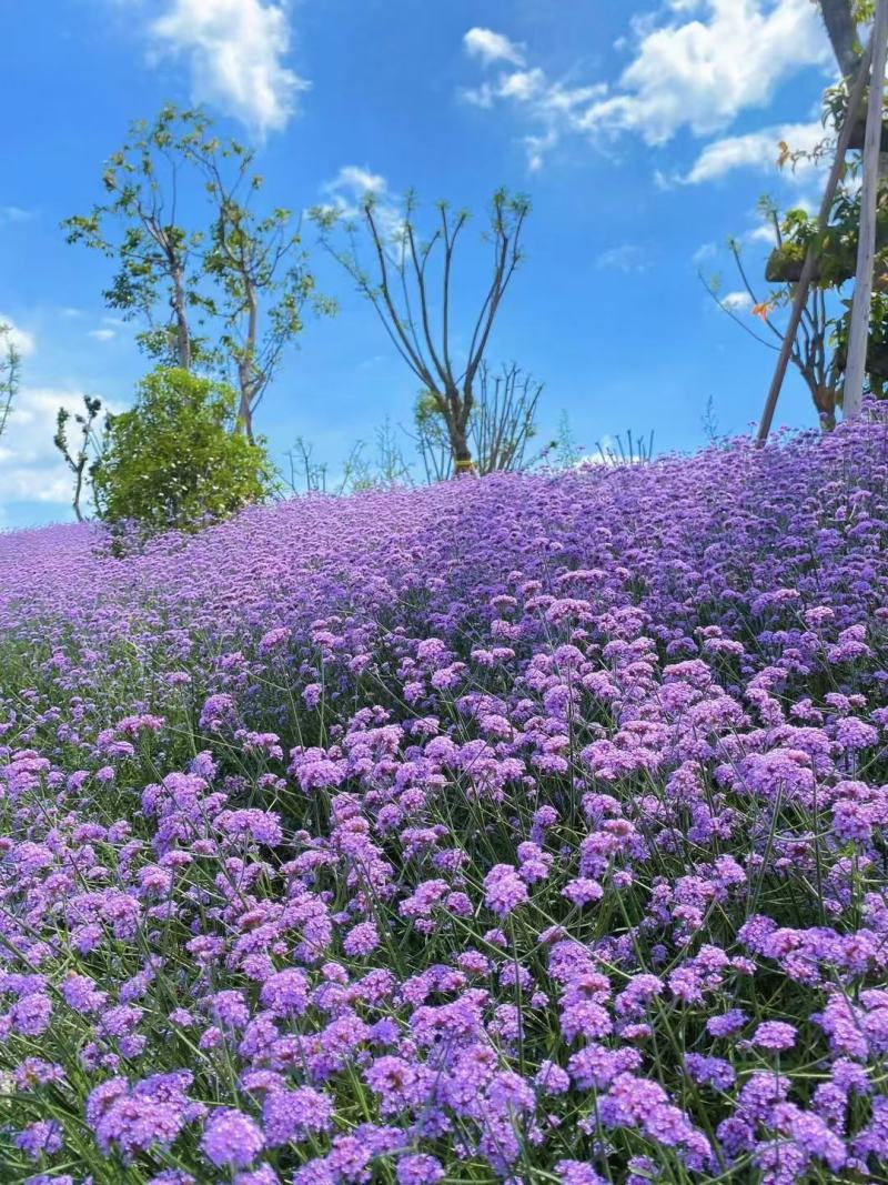 蓝花鼠尾草种子一串蓝紫花红花易活多年生宿根花卉景观庭院阳