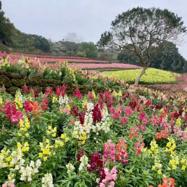 金鱼草种子龙口花狮子花耐阴花草多年生宿根植花种子户外阳台