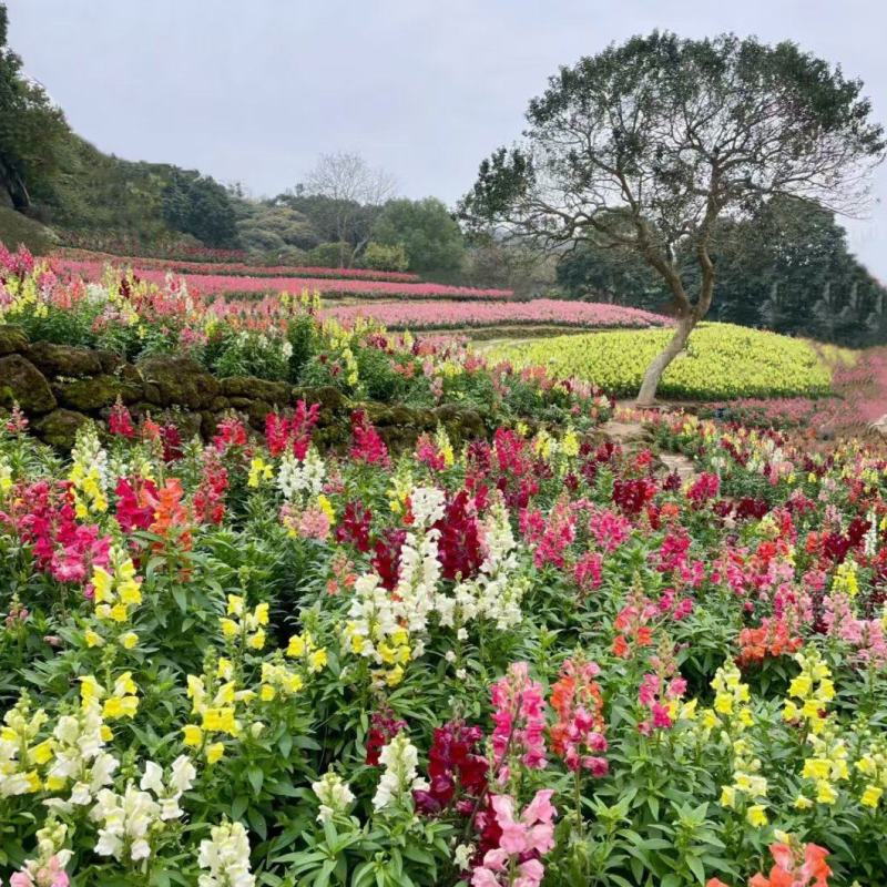 金鱼草种子龙口花狮子花耐阴花草多年生宿根植花种子户外阳台