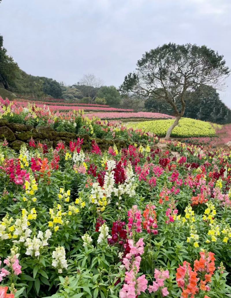 金鱼草种子龙口花狮子花耐阴花草多年生宿根植花种子户外阳台