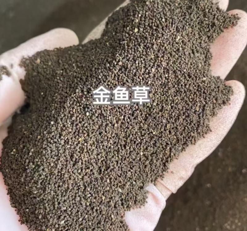金鱼草种子龙口花狮子花耐阴花草多年生宿根植花种子户外阳台