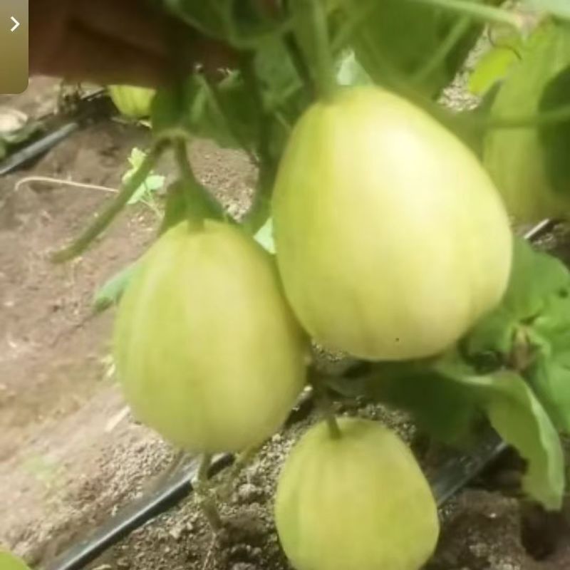东北香瓜白糖罐便宜量大