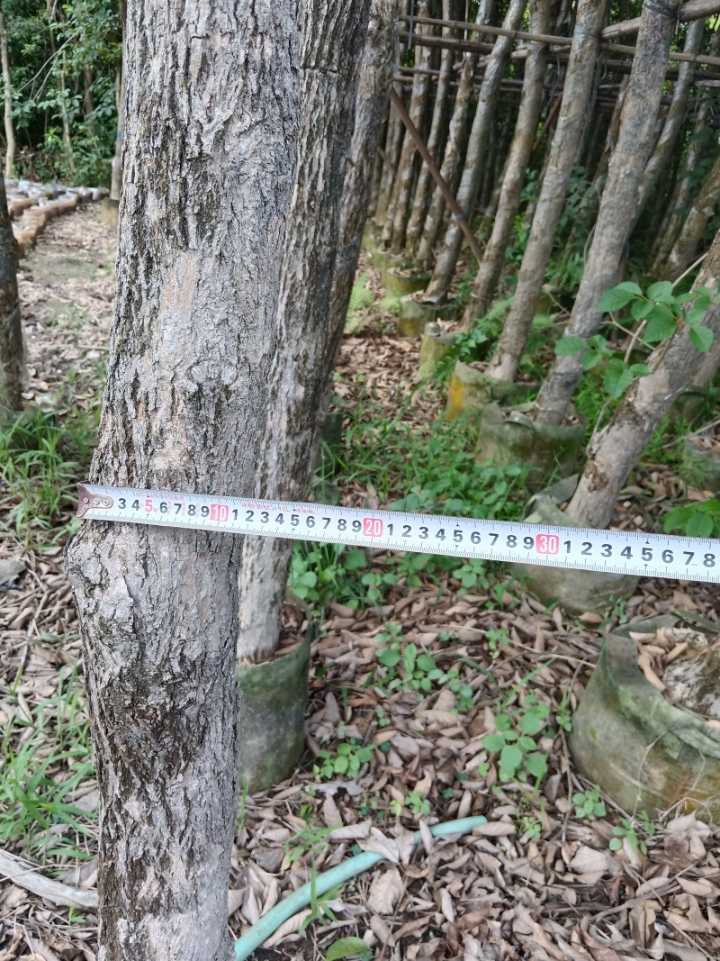 黄花风铃木/10分米径/福利放漏199元