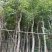 黄花风铃木/10分米径/福利放漏199元
