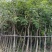 黄花风铃木/10分米径/福利放漏199元