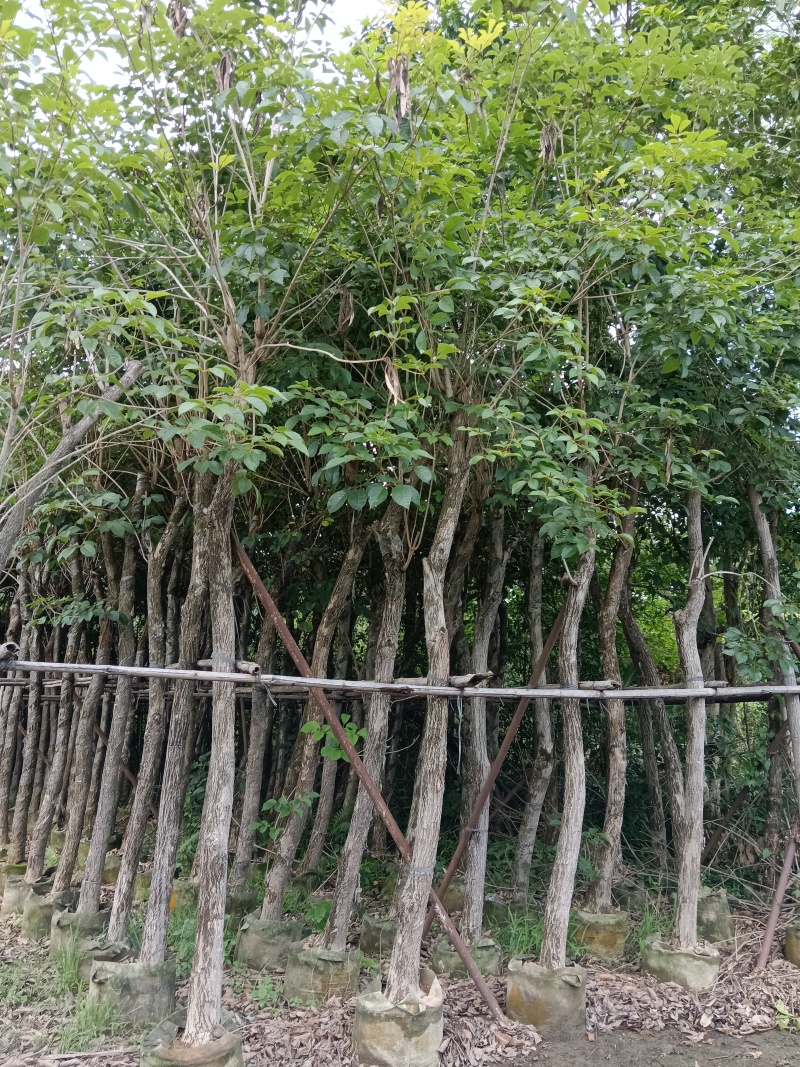 黄花风铃木/10分米径/福利放漏199元
