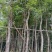 黄花风铃木/10分米径/福利放漏199元