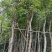 黄花风铃木/10分米径/福利放漏199元