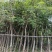 黄花风铃木/10分米径/福利放漏199元