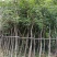 黄花风铃木/10分米径/福利放漏199元