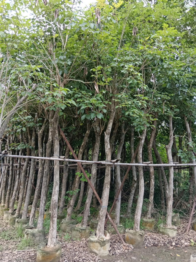 黄花风铃木/10分米径/福利放漏199元