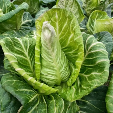 牛心甘蓝牛心菜尖包牛心甘蓝卷心包菜顶尖包菜
