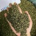 青花椒干